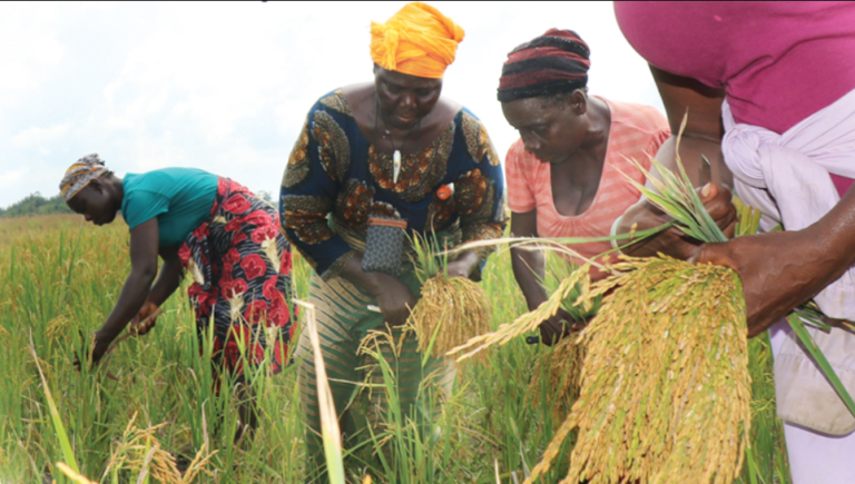 Charting the Path Forward: The Future of Agriculture in Liberia