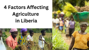 4 Factors Affecting Agriculture in Liberia